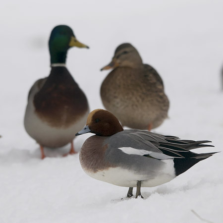 Haapana, Eurasian Wigeon, Anas penelope